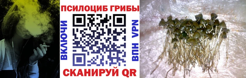 купить наркотики сайты  Тимашёвск  Галлюциногенные грибы Psilocybe 